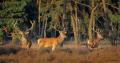 Red Deer Stags